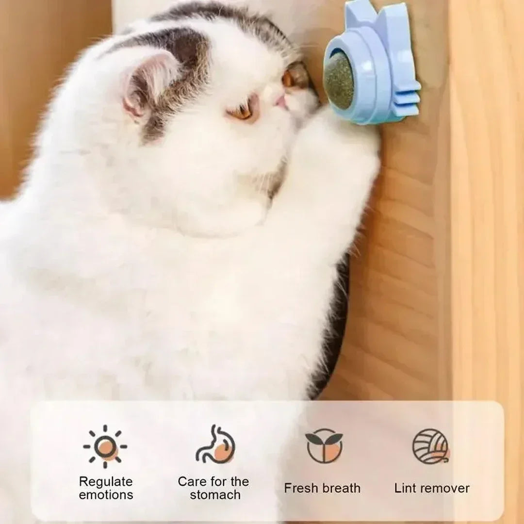 🐱 Interaktiv kattemynteball til vegg – aktivisering og egenpleie