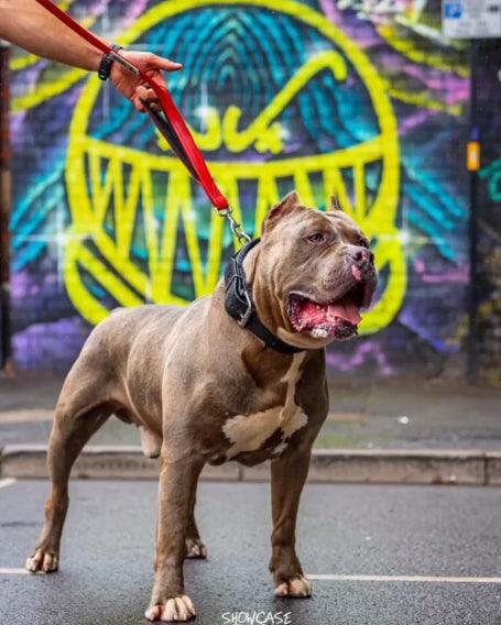 BESTIA Dog Sport hundebånd med dobbelthåndtak – rød